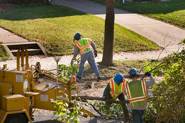 Reliable Horse Shoe, NC  Tree Services Solutions