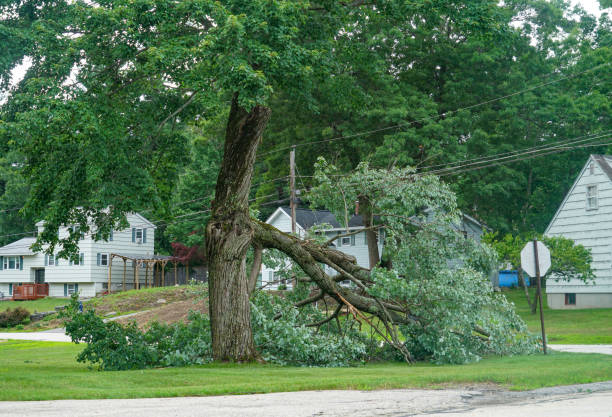 Why Choose Our Tree Removal Services in Horse Shoe, NC?